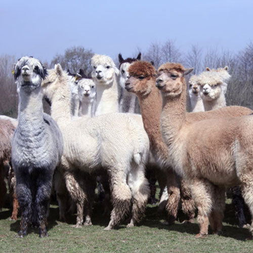 Alpaca Herd