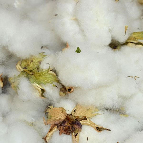 Natural Cotton Bolls