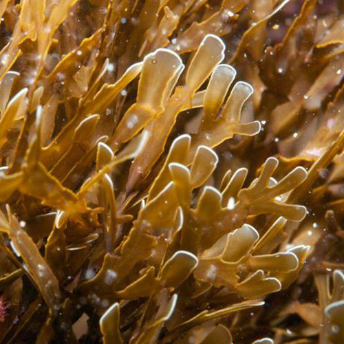 Brown Algae