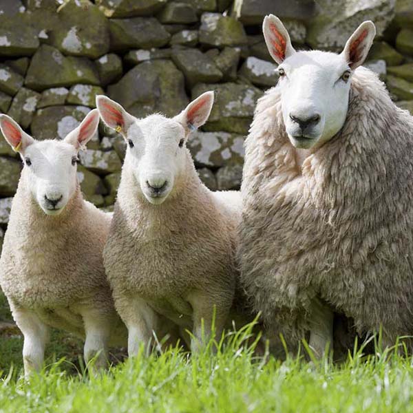 Cheviot Sheep