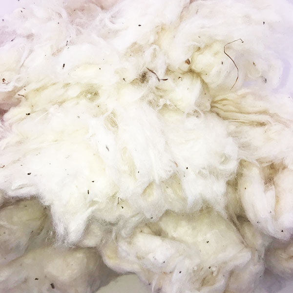 Ginned Organic Cotton Fiber