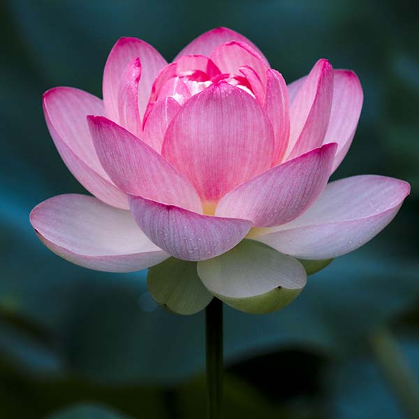 Lotus Flower
