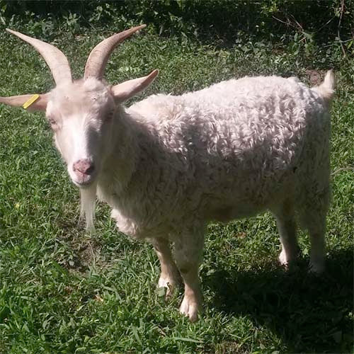 Pygora Goat