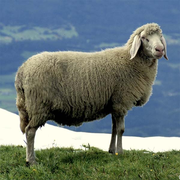 Bergschaf Sheep