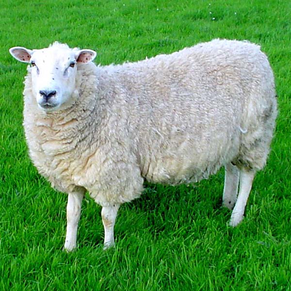 Lleyn Sheep