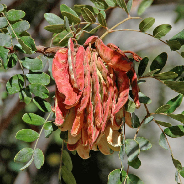 Tara Seed Pods