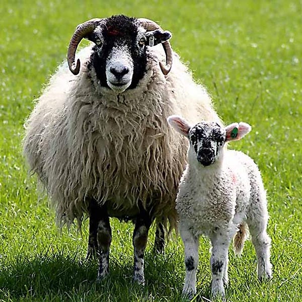 Swaledale Sheep
