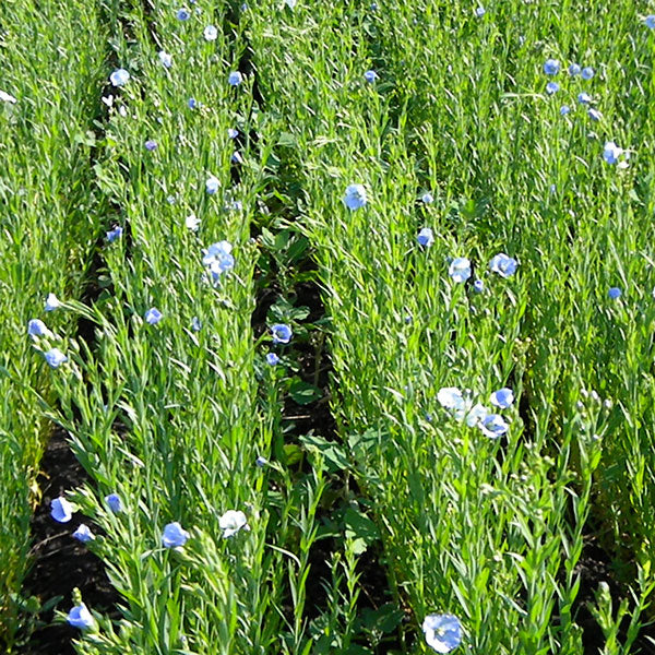 Flax Field