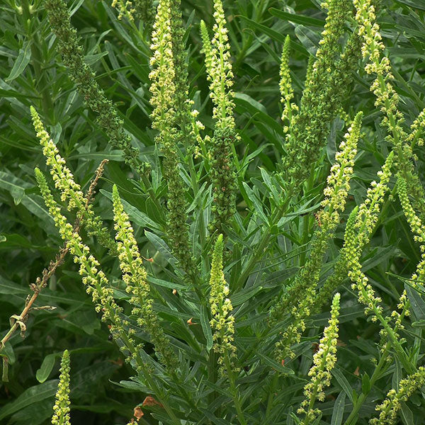 Reseda luteola