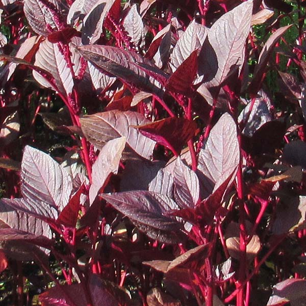 Amaranth Dye Seed Pack / Red