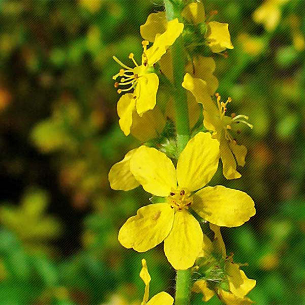 Agrimony Dye Seed Pack / Yellow