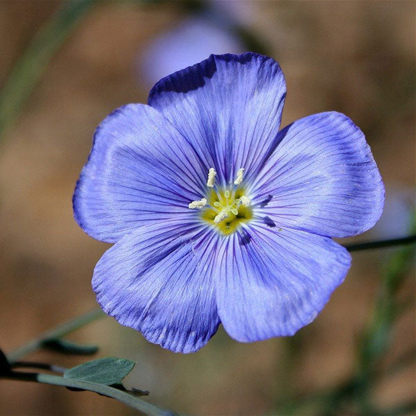 Fiber Flax Dye Seed Pack / Blue