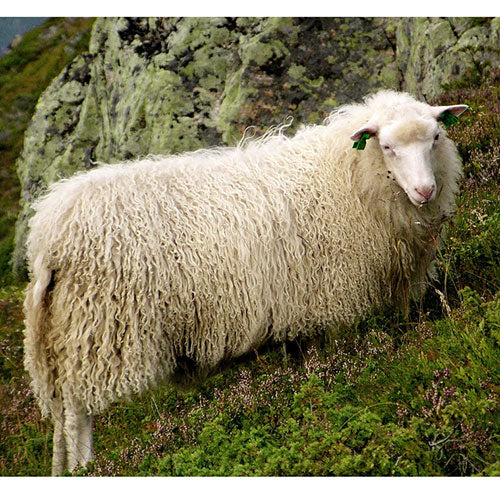 Spaelsau Sheep