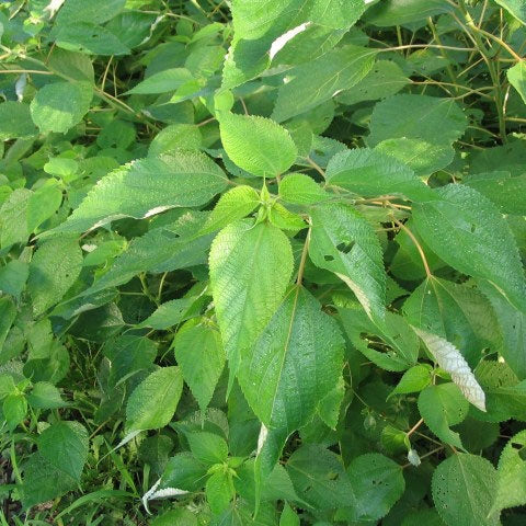 Ramie Plant