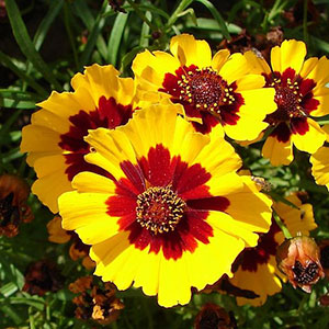 Calliopsis Dye Seed Pack / Yellow
