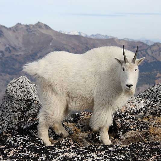 Cashmere Goat
