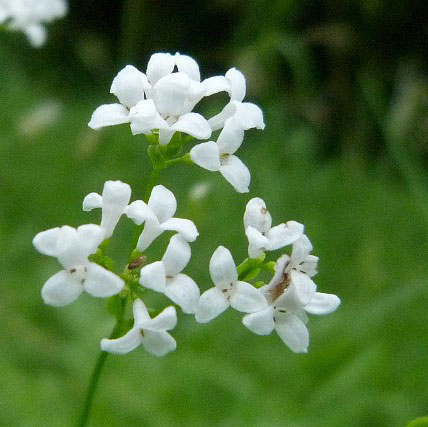 Dyer's Woodruff Dye Seed Pack / Red