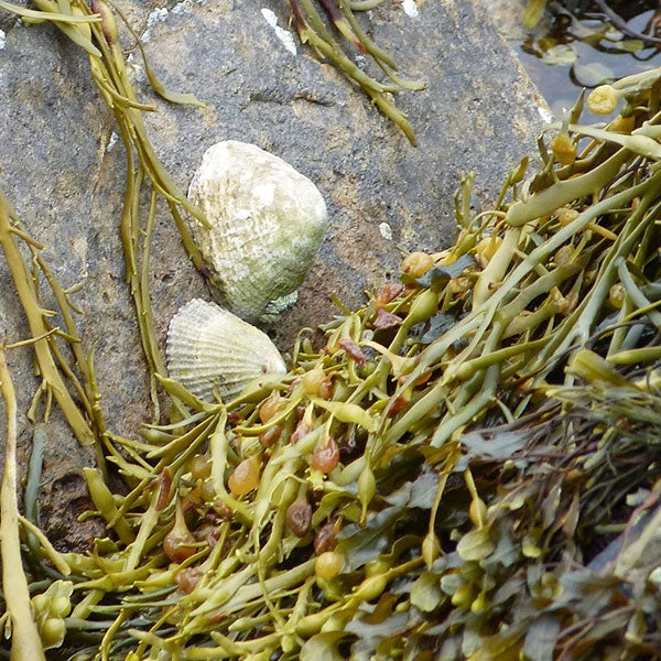 Seacell Top - Source