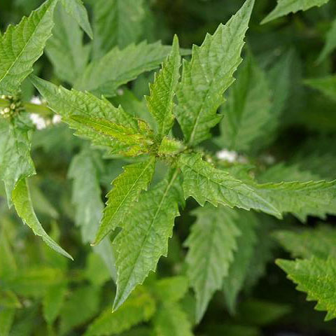 Gipsywort Seed Pack / Black