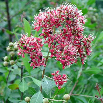 Henna Dye Seed Pack / Red