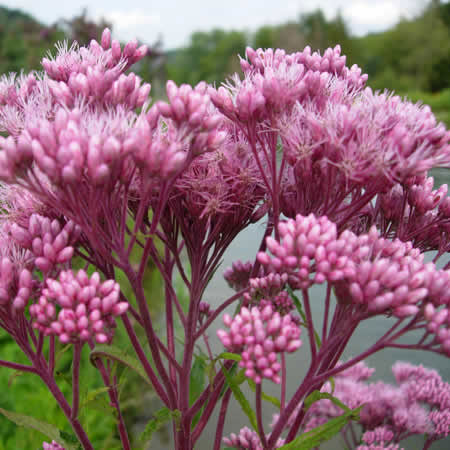 Joe Pye Weed Dye Seed Pack / Red