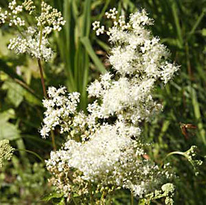 Meadowsweet Dye Seed Pack / Black
