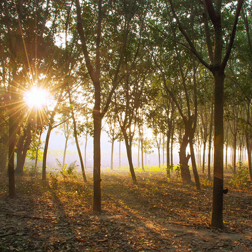 Saddle Seat Wooden Stool - b