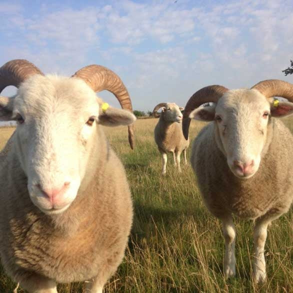 Whitefaced Woodland Top - Source