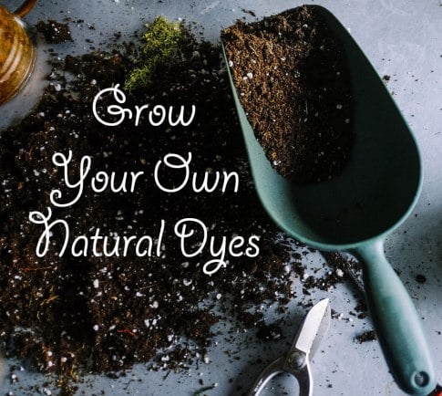 Grow Your Own Natural Dyes