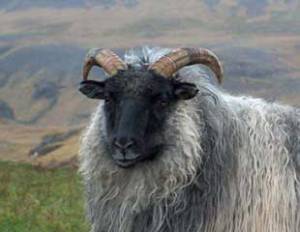 Connect with the Past: Exploring Primitive Sheep Breeds