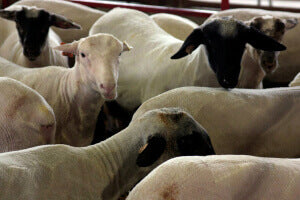 A Fibery Start to 2014