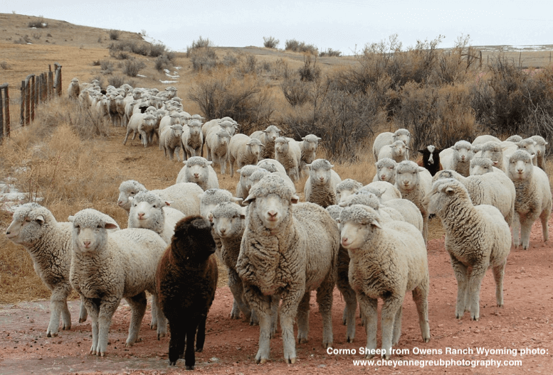 How to Prepare Fleece for Spinning | Scouring Wool Fleece