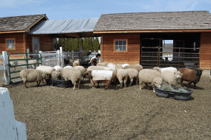 Guest Post: On the Fiber Farm with Sharon Tree