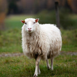 Listen to the Wool - The Woolery