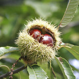 Castanea sativa