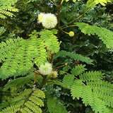  Acacia catechu