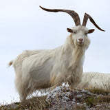 Cashgora Goat