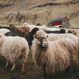 Faroe Island Sheep