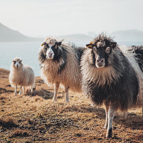 Faroe Island Sheep - B