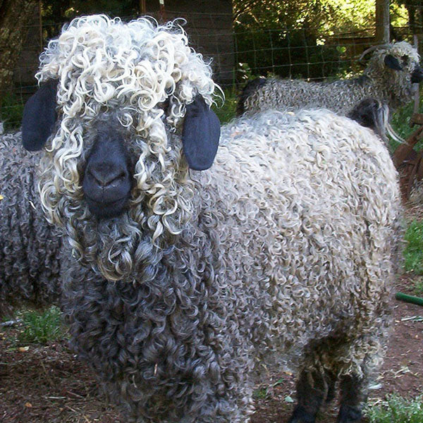 Grey Angora Goat