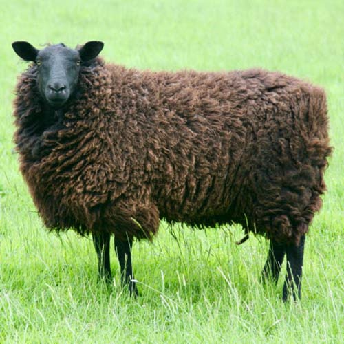Black Welsh Mountain Sheep