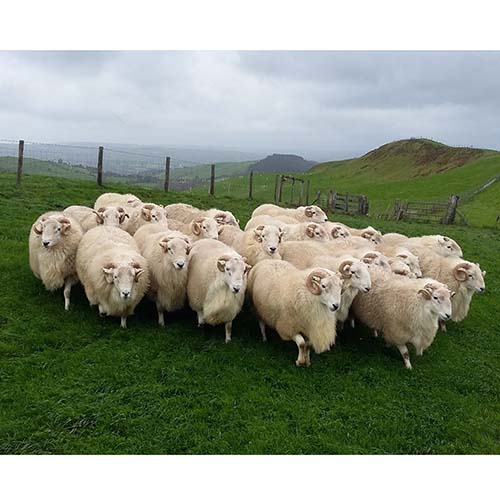 Welsh Mountain Sheep