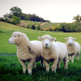 Devon Sheep