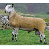 Blue Faced Leicester Sheep