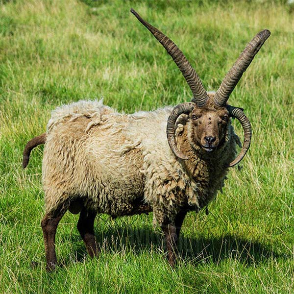 Manx Loaghtan Sheep