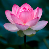 Lotus Flower