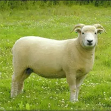Exmoor Dorset Horn Sheep