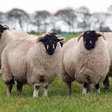Lonk Sheep