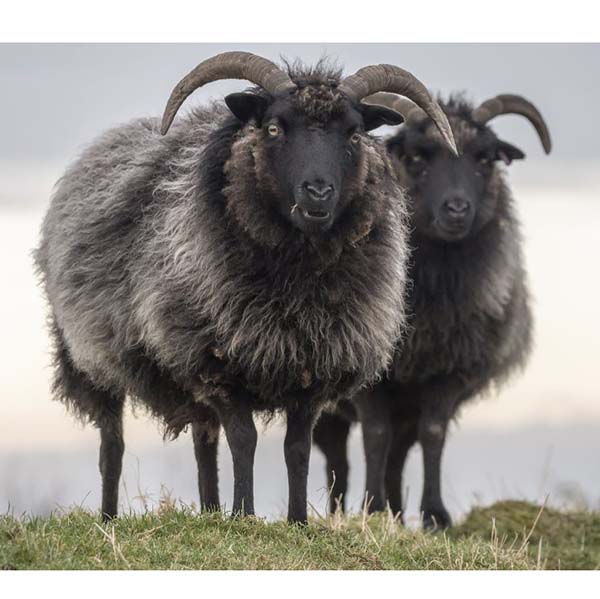 Hebridean Sheep