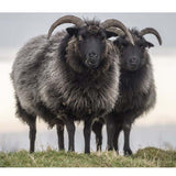 Hebridean Sheep